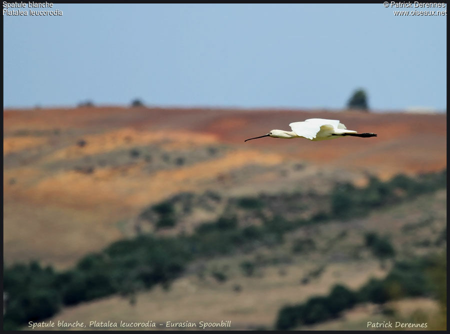 Eurasian Spoonbill, Flight