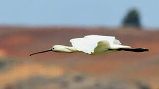 Eurasian Spoonbill