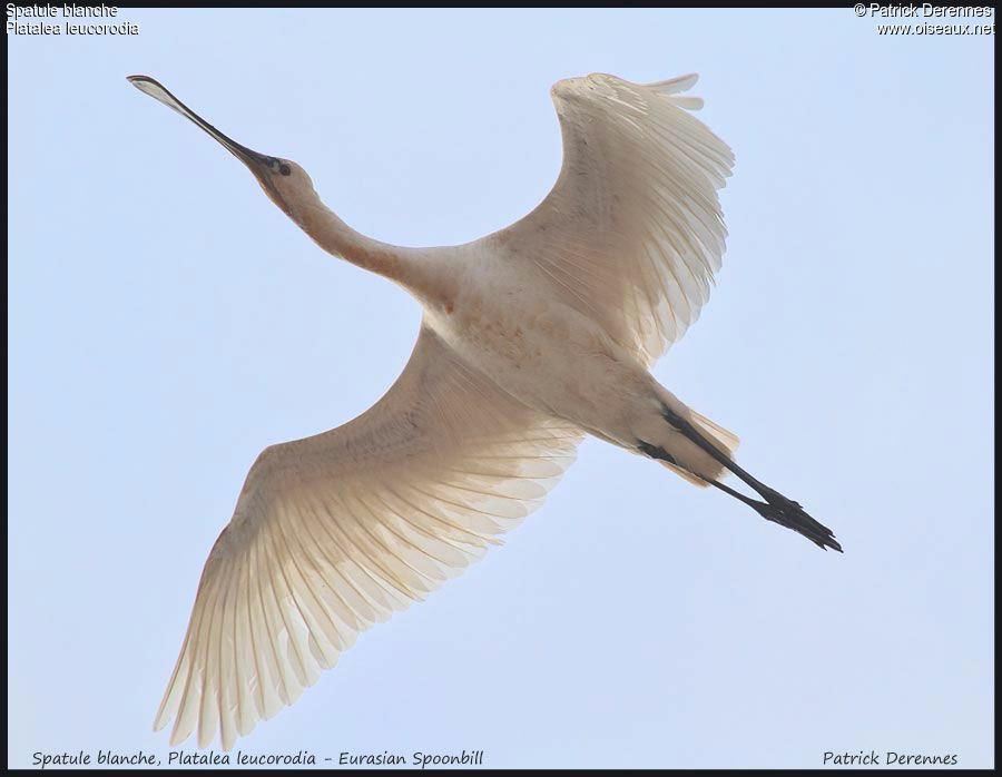 Eurasian Spoonbill, Flight