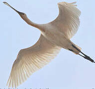 Eurasian Spoonbill