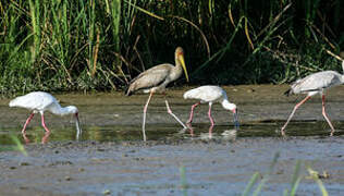 African Spoonbill