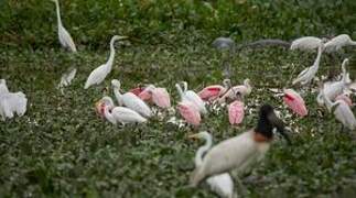 Roseate Spoonbill