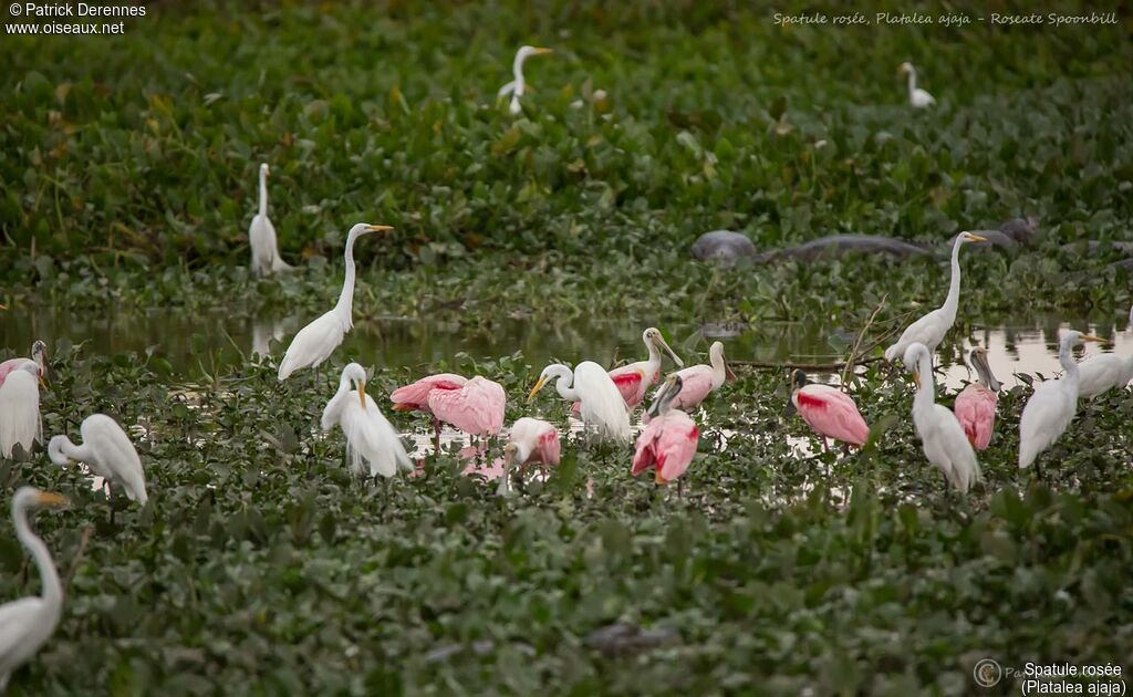 Roseate Spoonbill, habitat