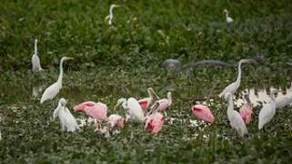 Roseate Spoonbill