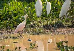 Roseate Spoonbill