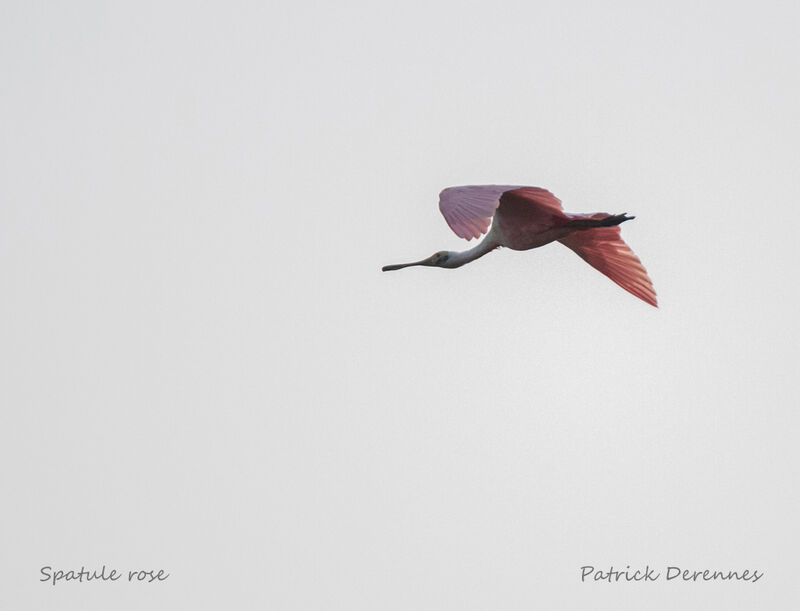 Roseate Spoonbill, Flight