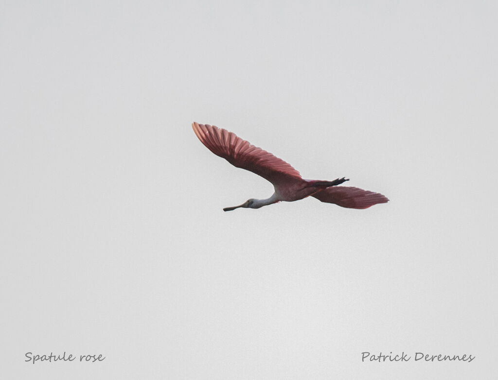 Roseate Spoonbill, Flight