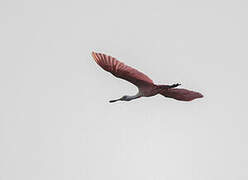 Roseate Spoonbill