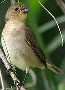 Double-collared Seedeater