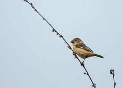 Rusty-collared Seedeater