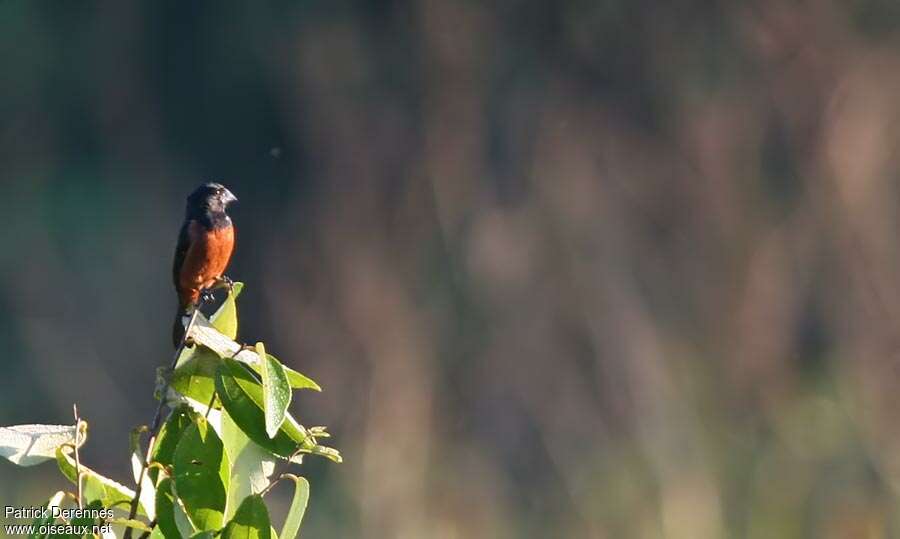 Chestnut-bellied Seed Finch male adult breeding, identification