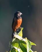 Chestnut-bellied Seed Finch