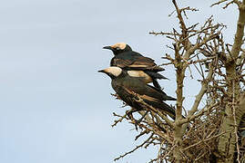 White-crowned Starling