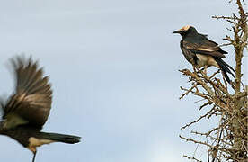 White-crowned Starling