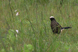 White-crowned Starling