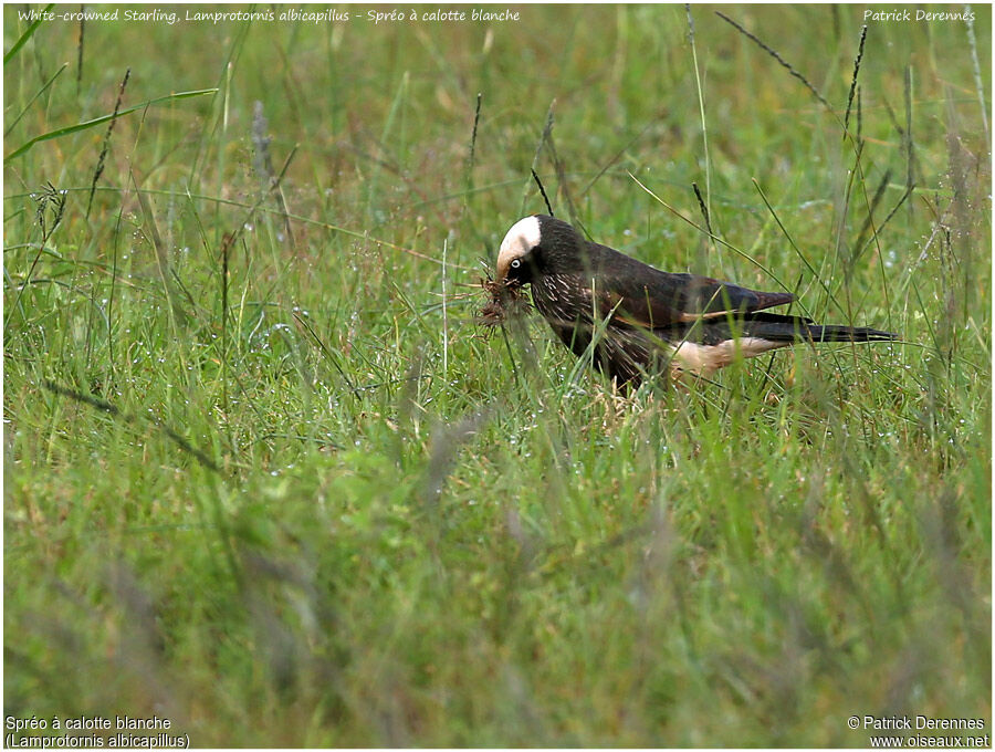 White-crowned Starlingadult, identification, Reproduction-nesting