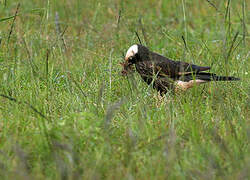 White-crowned Starling