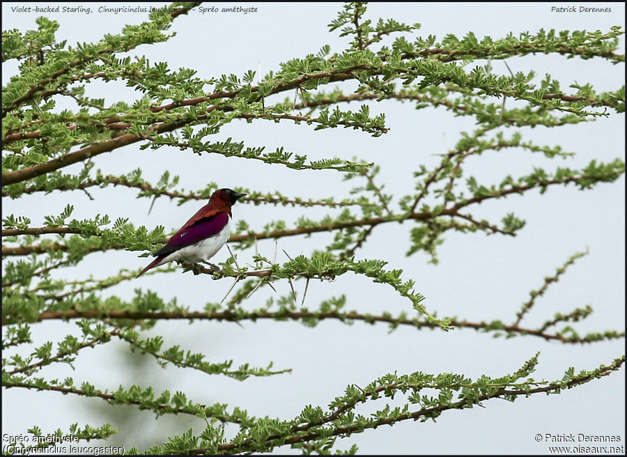 Spréo améthysteadulte, identification