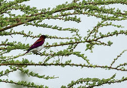 Violet-backed Starling