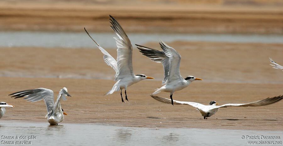 West African Crested Tern