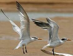 West African Crested Tern