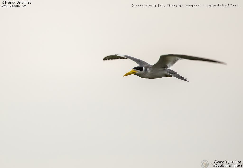 Large-billed Tern, Flight