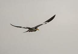 Large-billed Tern