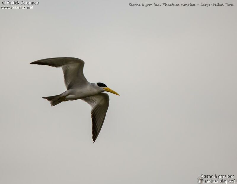 Large-billed Tern, Flight