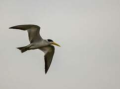 Large-billed Tern