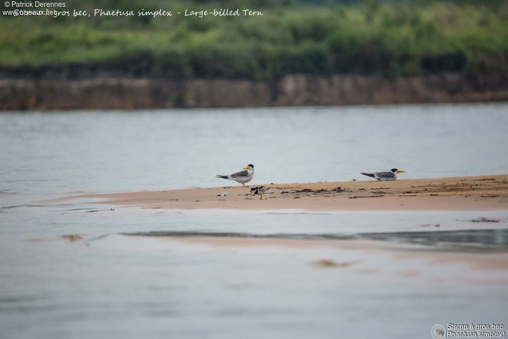 Large-billed Tern, habitat