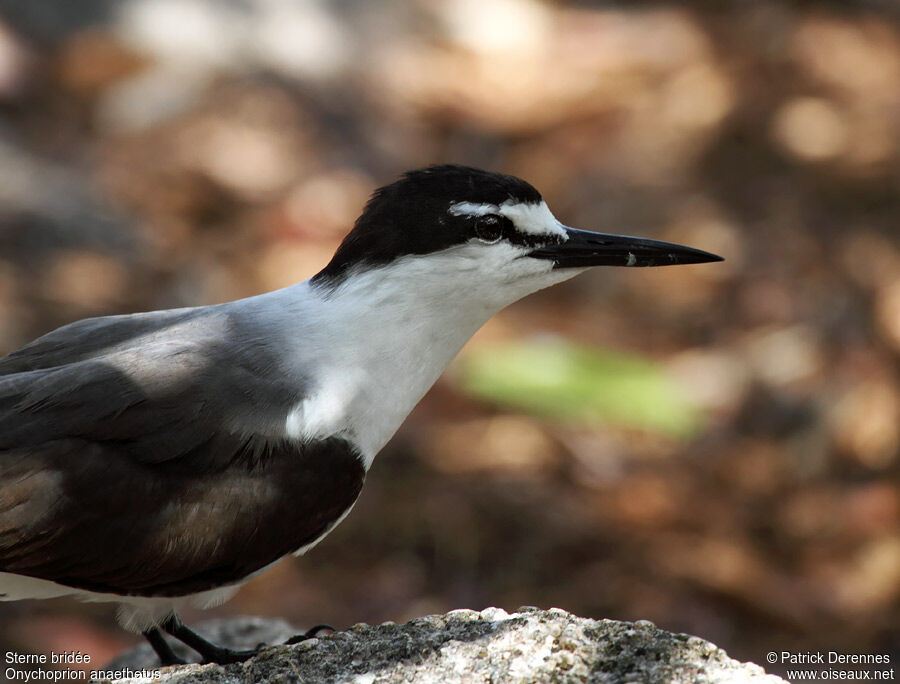 Bridled Ternadult breeding, identification, Reproduction-nesting