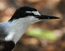 Bridled Tern