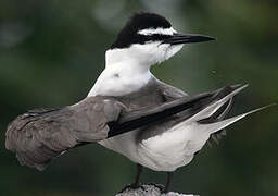 Bridled Tern