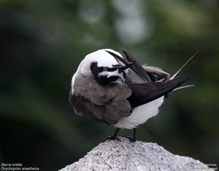 Bridled Ternadult breeding, identification, Behaviour