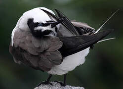 Bridled Tern