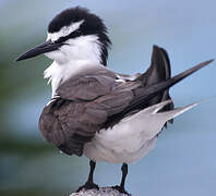 Bridled Tern