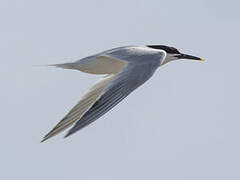 Sandwich Tern