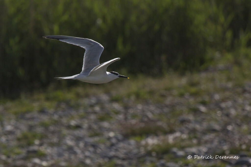 Sandwich Tern, Flight