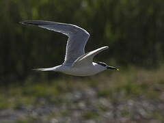 Sandwich Tern