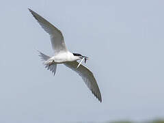 Sandwich Tern