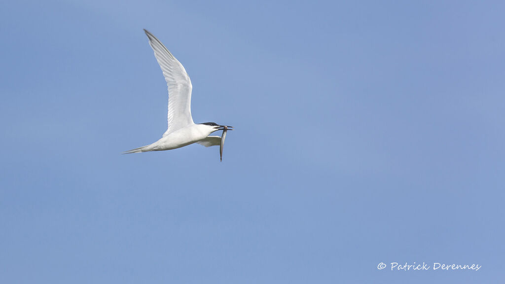 Sandwich Tern, Flight, feeding habits, Reproduction-nesting