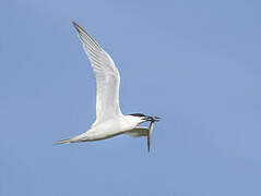 Sandwich Tern