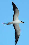 Sooty Tern