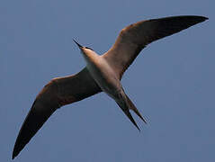 Sooty Tern