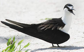 Sooty Tern