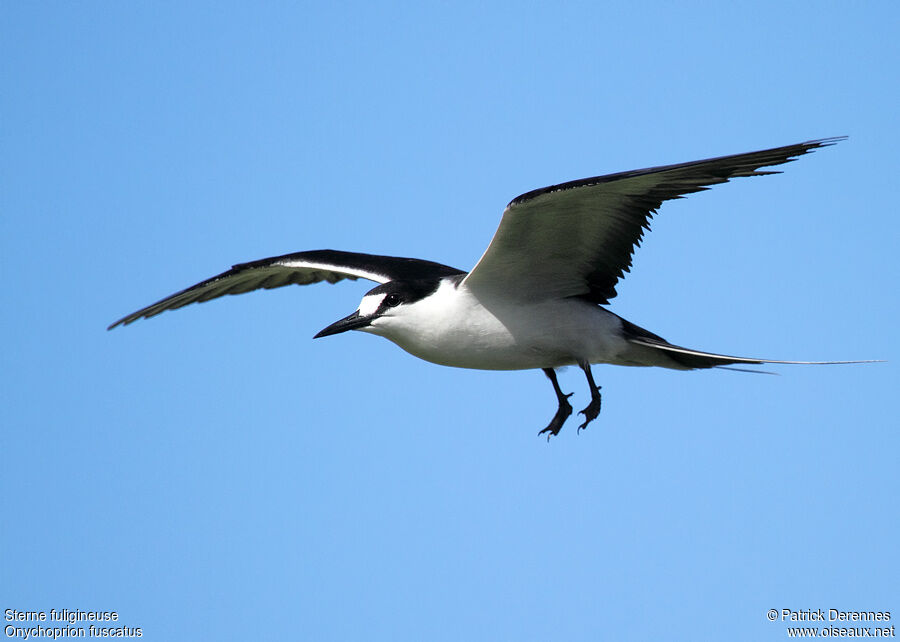 Sooty Ternadult breeding, Flight