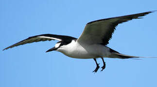 Sooty Tern