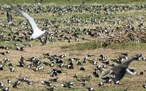 Sooty Tern