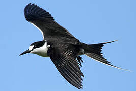 Sooty Tern