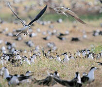 Sooty Tern